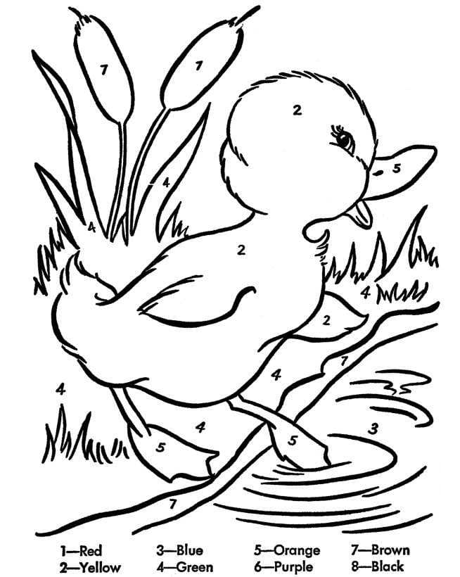 Coloriage Magique Canard