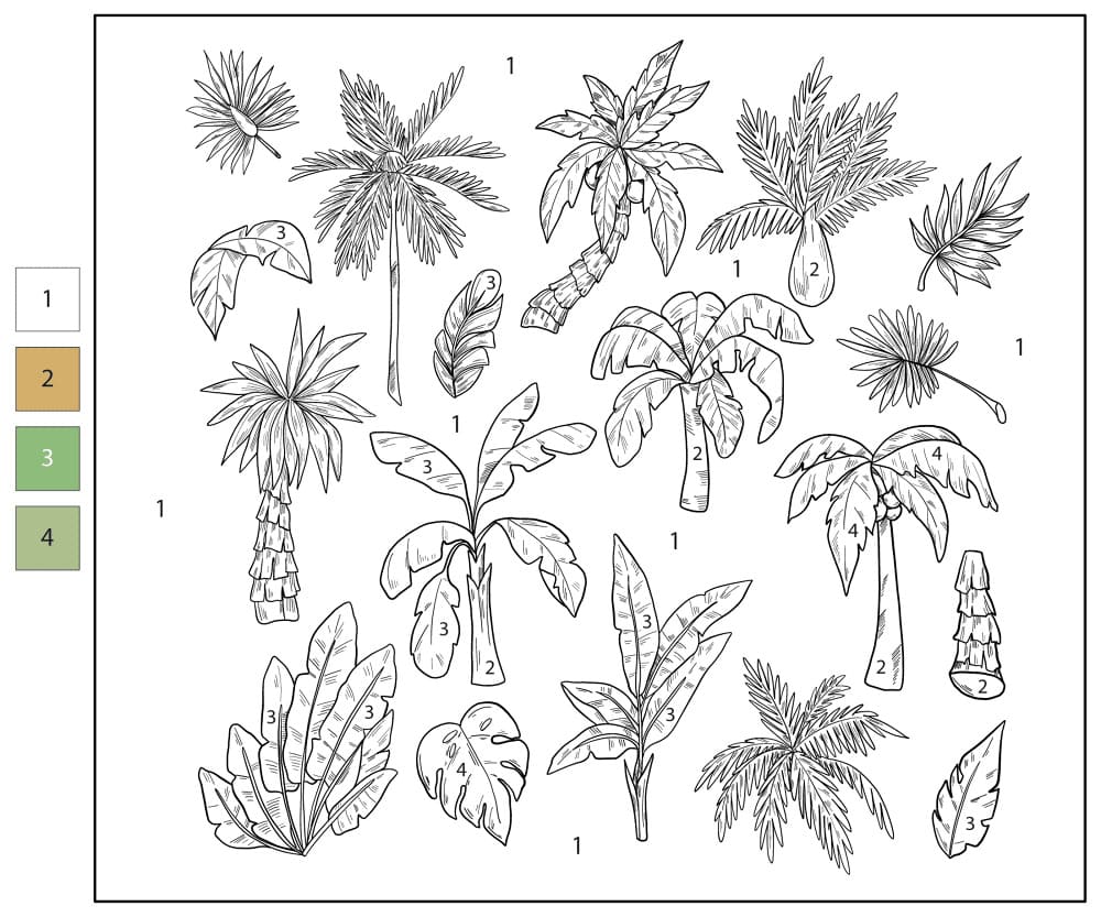 Types de palmiers Coloriage Magique