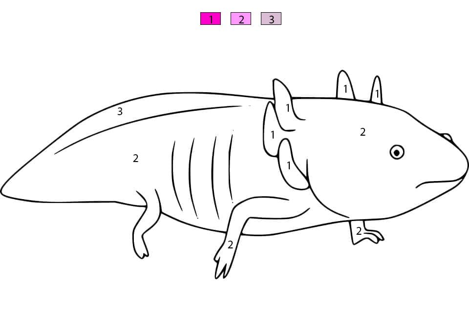 Axolotl simple Coloriage Magique