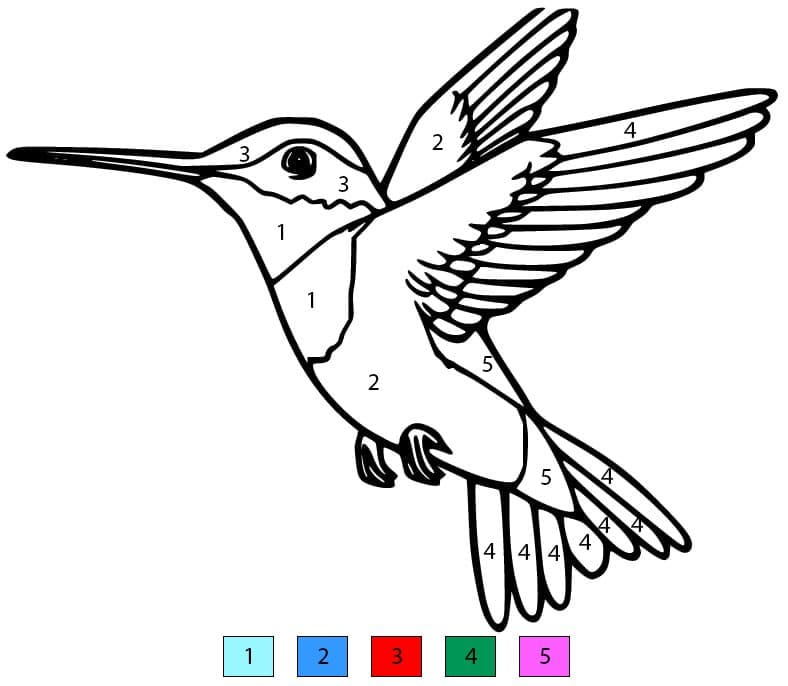 Colibri Arc-en-ciel Coloriage Magique
