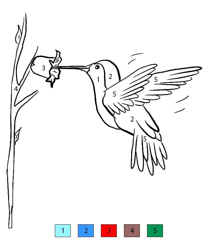 Colibri Doux Coloriage Magique