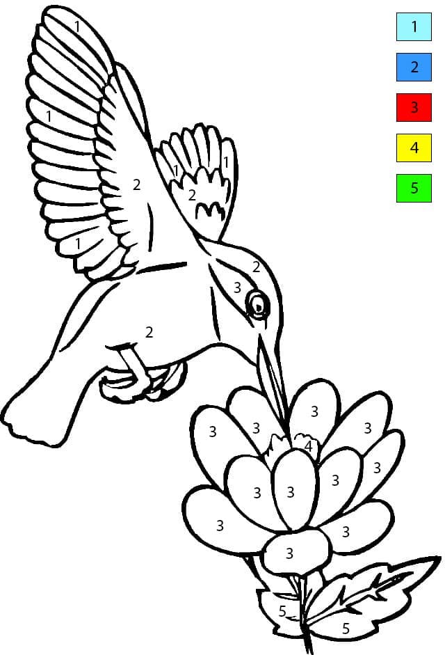Colibri Élégant Coloriage Magique