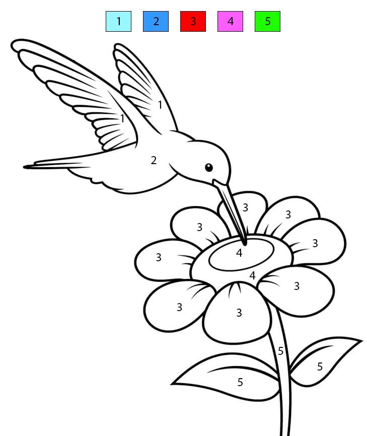Colibri Mignon Coloriage Magique