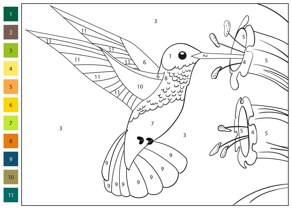 Coloriage Magique Colibri