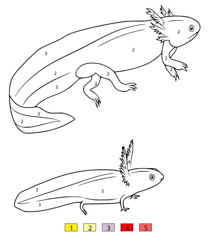 Un grand et un petit axolotl Coloriage Magique